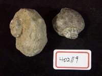 藏品(蠑螺化石)的圖片